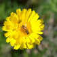 500 Yellow DESERT MARIGOLD Baileya Multiradiata Showy Drought Paper Daisy Flower Herb Seeds