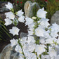 500 White PEACH LEAVED BELLFLOWER Campanula Persicifolia Flower Seeds