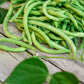 40 GREEN BEAN PROVIDER Phaseolus Vulgaris Vegetable Seeds
