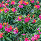 300 Mixed Colors ENGLISH Aegean WALLFLOWER Cheiranthus Cheiri Erysimum Pink Red Yellow Purple Bicolor Flower SeedsSeeds