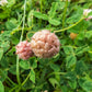 300 STRAWBERRY HEADED CLOVER Palestine Trifolium Fragiferum Pink Flower Seeds