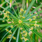 50 UMBRELLA PLANT CYPERUS Alternifolius Papyrus Grass Umbrella Palm Flower Seeds