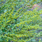 500 ABSINTHE WORMWOOD Common Artemisia Absinthium Green Ginger Herb Flower Seeds