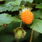 20 SALMONBERRY RUSSIAN RASPBERRY Rubus Spectabilis Fruit Seeds Purple Flowers