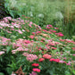 500 MIXED SUMMER YARROW Achillea Millefolium Red Pink White Gold Peach Herb Flower Seeds