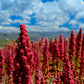 100 Organic BRILLIANT RAINBOW QUINOA Mix Mixed Colors Chenopodium Grain Greens Vegetable Seeds