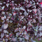 500 RED RUBIN BASIL Ocimum Basilicum Purpurascens Spicy Herb White & Lavender Flowers Seeds