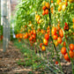 100 RED PEAR TOMATO Lycopersicon Heirloom Indeterminate Fruit Vegetable Seeds
