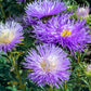 30 VIOLET Purple NEEDLE ASTER Callistephus Chinensis Unicom Flower Seeds
