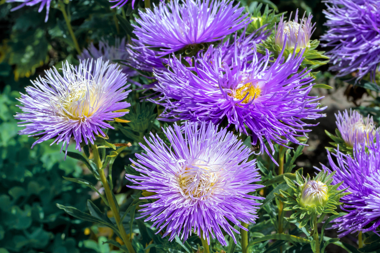 30 VIOLET Purple NEEDLE ASTER Callistephus Chinensis Unicom Flower Seeds