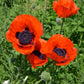 100 BEAUTY Of Livermere ORIENTAL POPPY Papaver Orientale Flower Seeds