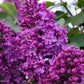 25 FRENCH / Old FASHIONED LILAC Syringa Vulgaris Flower Shrub Bush Seeds