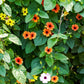 25 MIXED THUNBERGIA Alata VINE Black Eyed Susan Orange White Yellow Flower Seeds