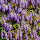 5 BLUE CHINESE WISTERIA Sinensis Ornamental Vine Climber Blue Violet Purple Flower Seeds