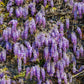 5 BLUE CHINESE WISTERIA Sinensis Ornamental Vine Climber Blue Violet Purple Flower Seeds
