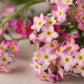 100 Victoria PINK FORGET Me NOT Myosotis Alpestris Shade or Sun Flower Seeds