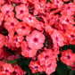 10 TALL GARDEN PHLOX Paniculata Mixed Colors 'New Hybrids Mix' Flower Seeds