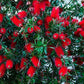 40 CRIMSON BOTTLEBRUSH Callistemon Citrinus Flowering Shrub Bush Small Tree Seeds