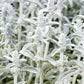 100 Wolly LAMBS EAR Stachys Byzantina Silvery Fuzzy Leaves Purple Flower Seeds