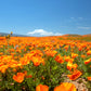 1000 ORANGE CALIFORNIA POPPY Eschscholzia Californica Flower Seeds