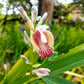 5 CARDAMON CARDAMOM Elettaria Cardamomum HERB Flower Shrub Tree Seeds