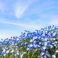 250 BABY BLUE EYES Nemophila Menziesii Fragrant Butterfly Flower Seeds
