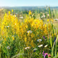 3000 YELLOW SWEET CLOVER Melilotus Officinalis Flower Seeds