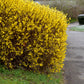 10 DWARF GOLDEN RAIN TREE Koelreuteria Paniculata Nana Yellow Flower Seeds