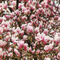 5 LILY MAGNOLIA Flower TREE Pink & Purple Fragrant Tulip Magnol Liliiflora Seeds