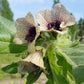 200 Black HENBANE Nightshade Hyoscyamus Niger Flower Seeds