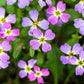 4000 VIRGINIA STOCK Malcolmia Maritima Flower Seeds