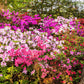 25 MIXED COLORS AZALEA Rhododendron spp. Red, Pink, Purple, White Flower Shade Bush Shrub Seeds