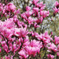 5 LILY MAGNOLIA Flower TREE Pink & Purple Fragrant Tulip Magnol Liliiflora Seeds