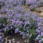 50 Blue RICE BUTTON ASTER Dumosus Flower Seeds