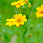 200 Yellow SWAMP MARIGOLD Bidens Aristosa Mutica Flower Seeds