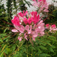 200 ROSE QUEEN CLEOME Hassleriana Spinosa Pink Spider Flower Seeds