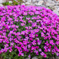 150 SPRING CHARM ROCKCRESS Rose Rock Cress Arabis Arendsii Flower Mix Seeds