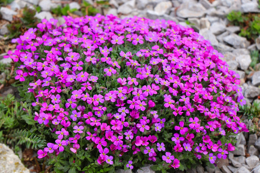 150 SPRING CHARM ROCKCRESS Rose Rock Cress Arabis Arendsii Flower Mix Seeds