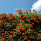 25 Orange HUMMINGBIRD TRUMPET CREEPER Campsis Radicans Vine Flower Seeds