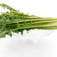 250 CICORIA CATALOGNA Puntarelle Chicorium Chicory Vegetable Seeds