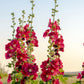 50 Mixed Colors HOLLYHOCK KING HENRY VIII Mix Alcea Rosea Flower Seeds