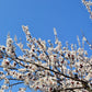 5 COMMON APRICOT Fruit Tree Prunus Armeniaca White Pink Flower Seeds