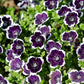 50 PENNIE BLACK - NEMOPHILA Discoidalis Penny White Flower Seeds