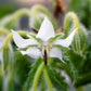 50 WHITE BORAGE Borago Officinalis Bianca Herb Flower Seeds