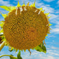 50 SKYSCRAPER SUNFLOWER Helianthus Annuus Flower Seeds