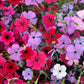 500 Oculata MIXED COLORS VISCARIA (Rose of Heaven / Rose Angel) Silene Coeli-Rosa Flower Seeds