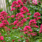 50 RED JUPITER'S BEARD Valerian Keys of Heaven Centranthus Ruber Flower Seeds