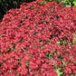 10 INABA SHIDARE MAPLE Weeping Red Laceleaf Japanese Acer Palmatum Dissectum Tree Seeds
