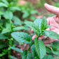 500 SPEARMINT (English Mint) Mentha Spicata Herb Flower Seeds