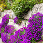 400 RAINBOW ROCKCRESS Rock Cress Large Flowered Aubrieta Cultorum Flower Seeds